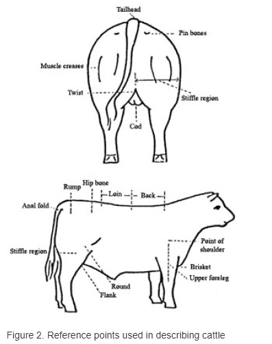Istilah pada bagian tubuh ternak