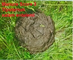 Manure Score 3