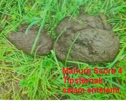 Manure Score 4