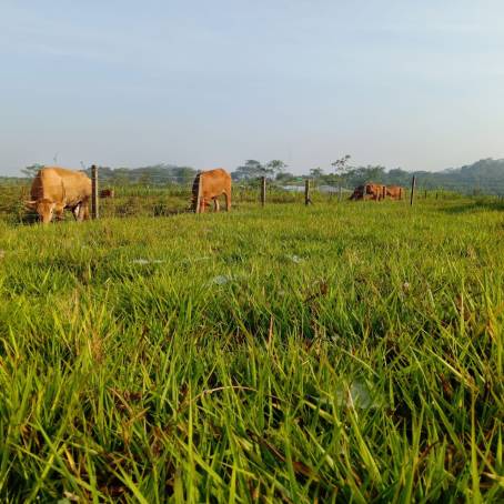 Padang Gembala Vegetasi Kurang Beragam