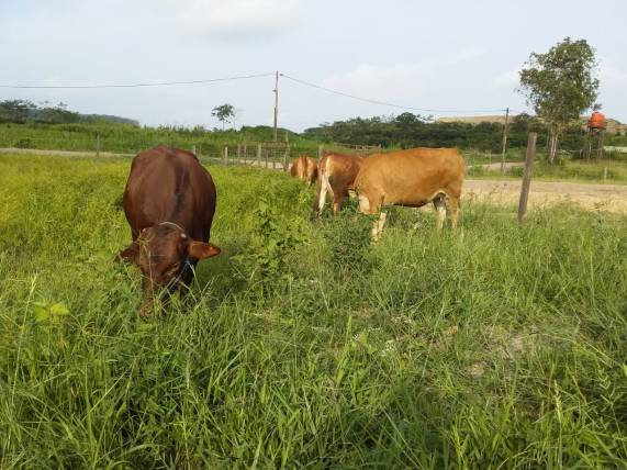 Padang Gembala Sapi Vegetasi Beragam