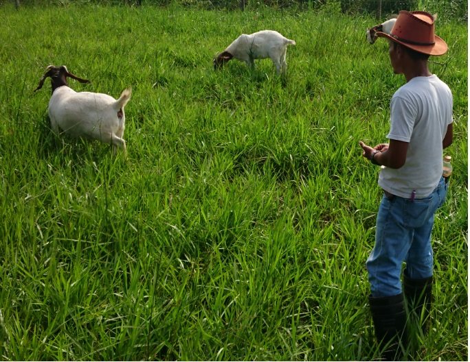 Padang Gembala Kambing