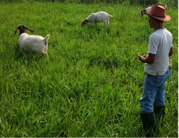 Padang Gembala Kambing