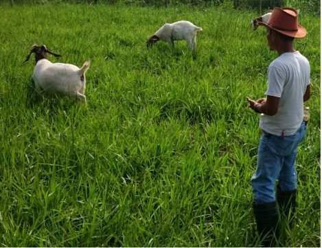 Padang Gembala Kambing
