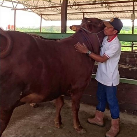 Sapi gemuk dan produktif