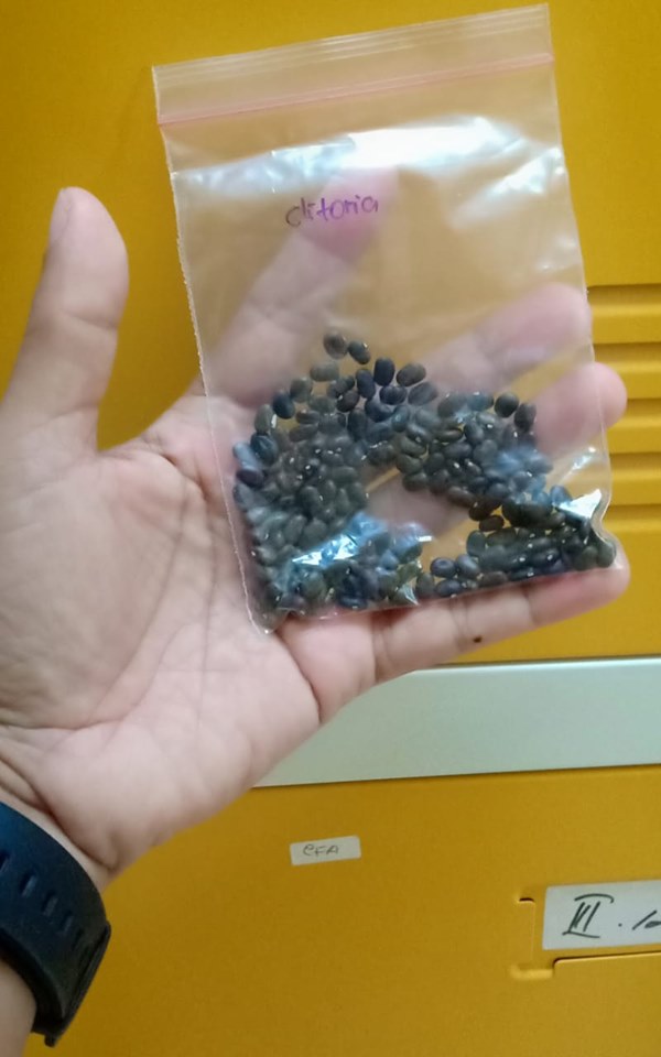 benih clitoria ternatea