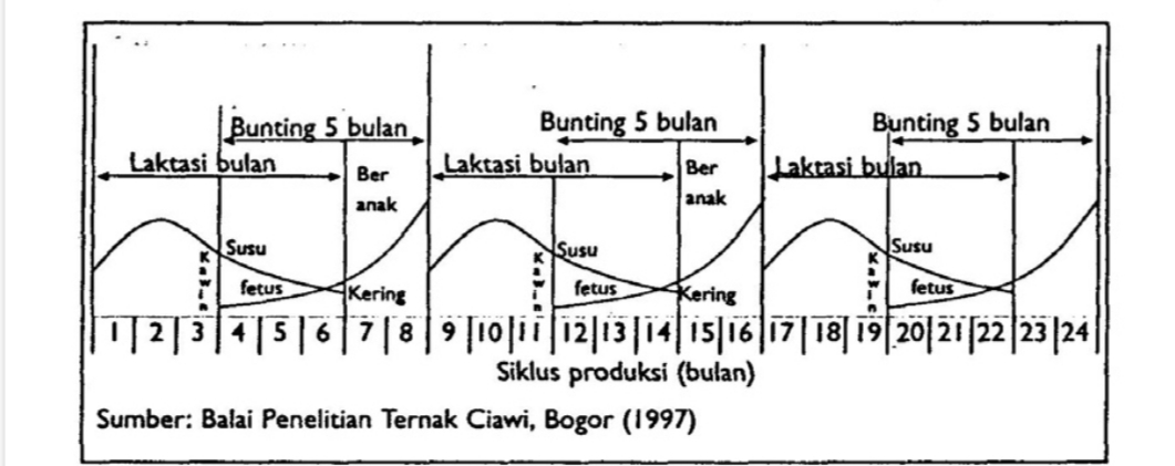 beranak 3 kali