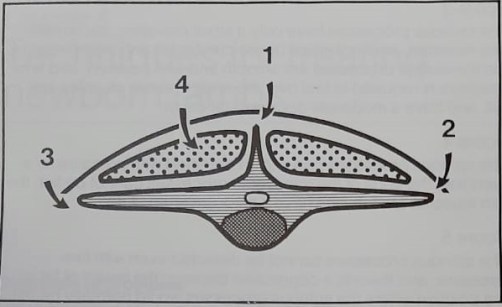 cara mengukur body score domba kambing
