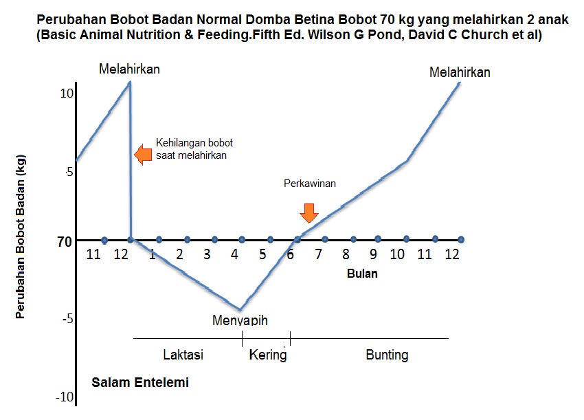 perubahan bobot badan domba betina.jpg