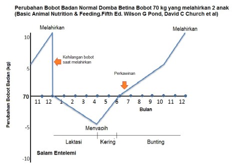 perubahan bobot badan domba betina.jpg
