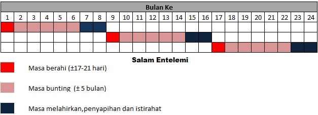 pola perkawinan kambing domba (beranak 3x/2 tahun)