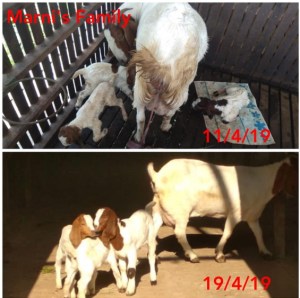 Anakan Kambing Tripet