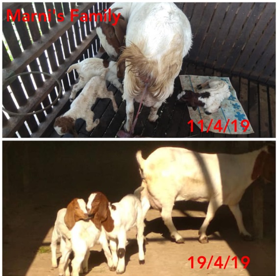 Optimalkan Litter Size….Breeding Asyik…