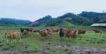 equalindo farm,sapi