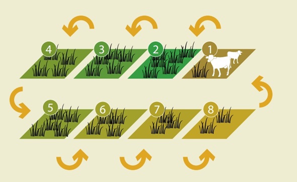 Jadwal Grassing, Rotasi