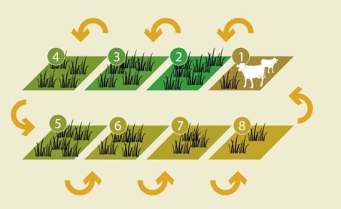 Jadwal Grassing, Rotasi