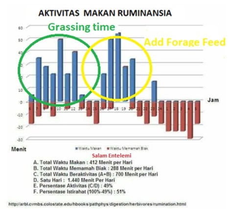 Aktivitas Makan Ruminansia