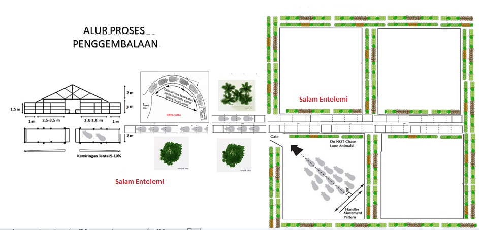 proses gembala di mini ranch