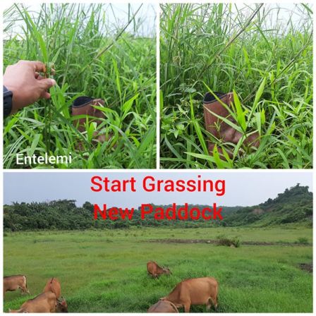 Waktu Mulai Grassing