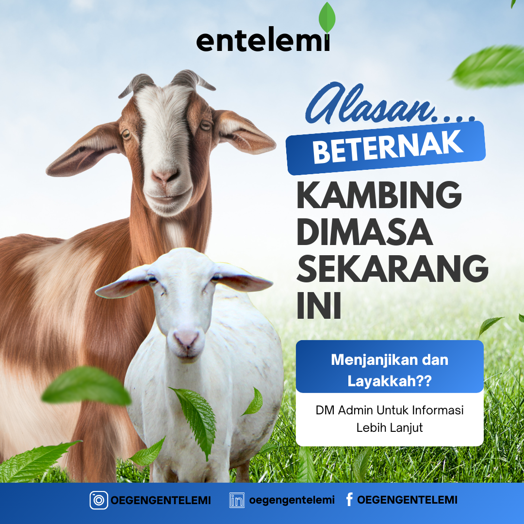 Alasan beternak kambing