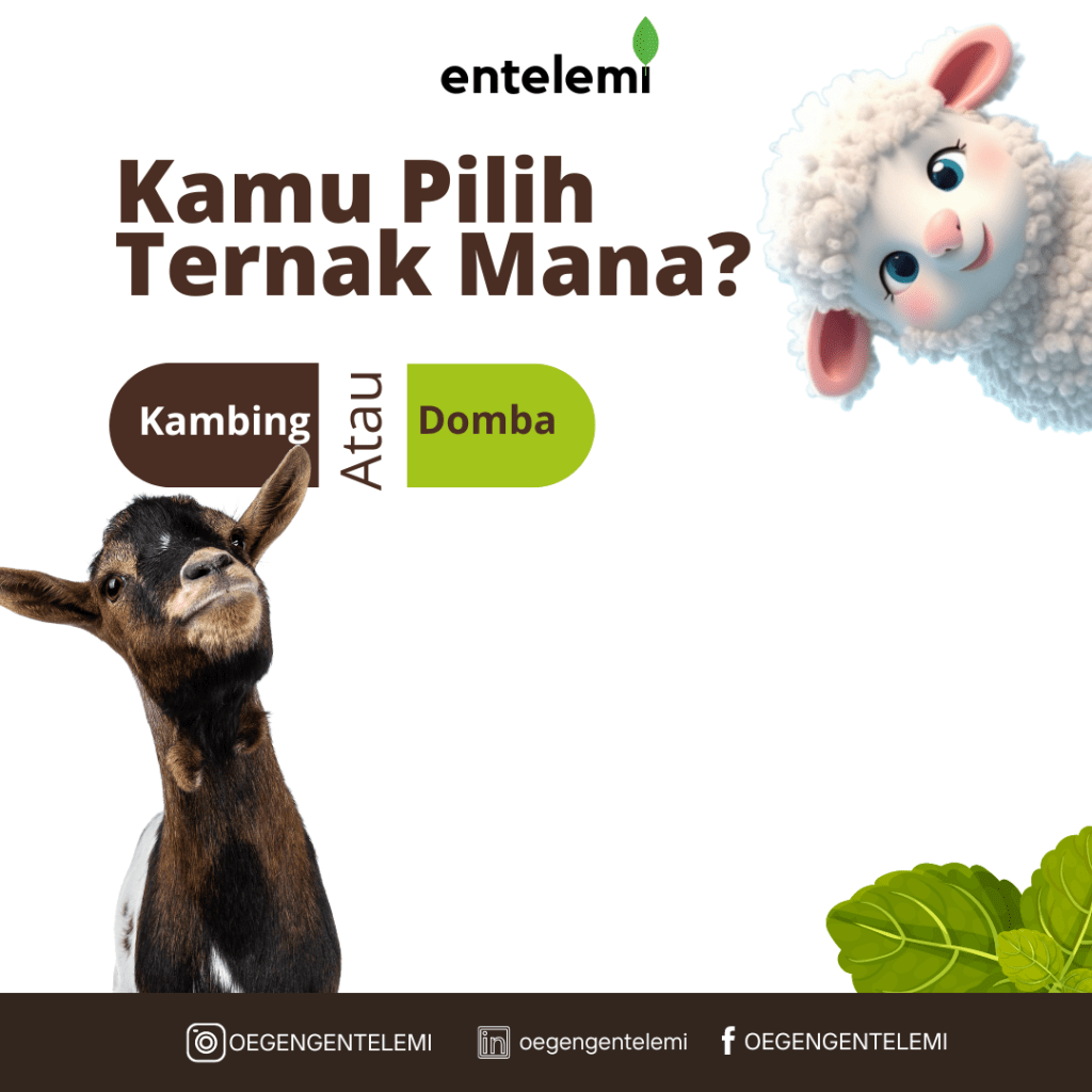 Kambing atau domba