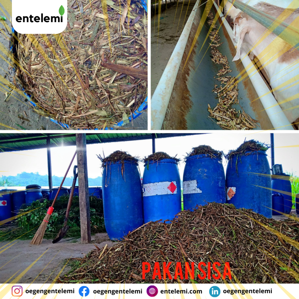 pemanfaatn sisa pakan