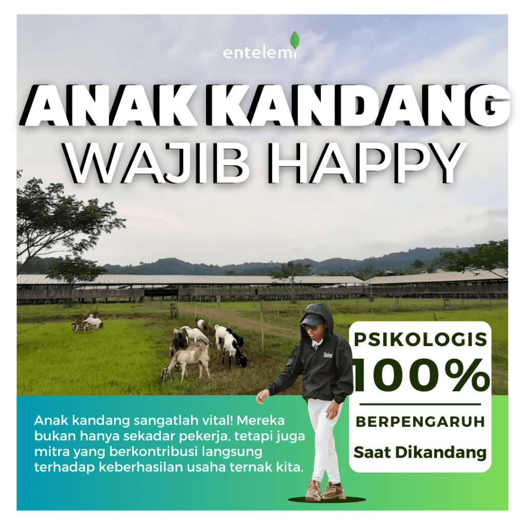 Anak Kandang