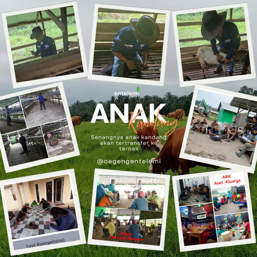 Anak Kandang Penentu Usaha Peternakan