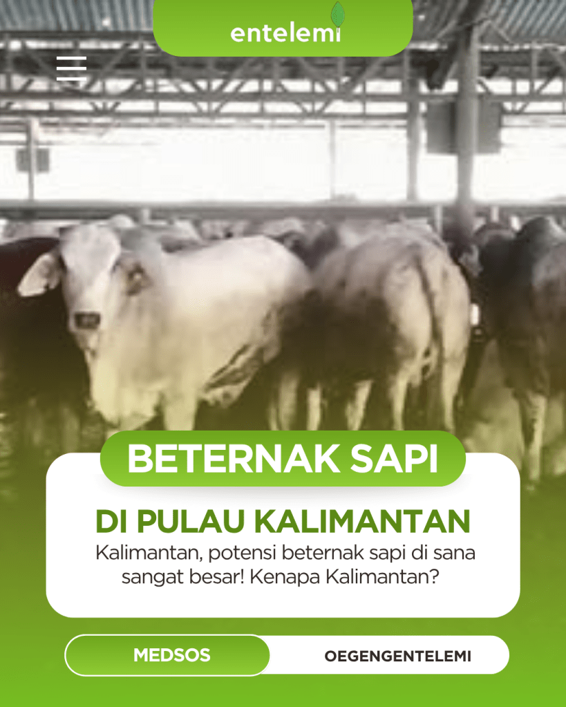Beternak Sapi di Kalimantan