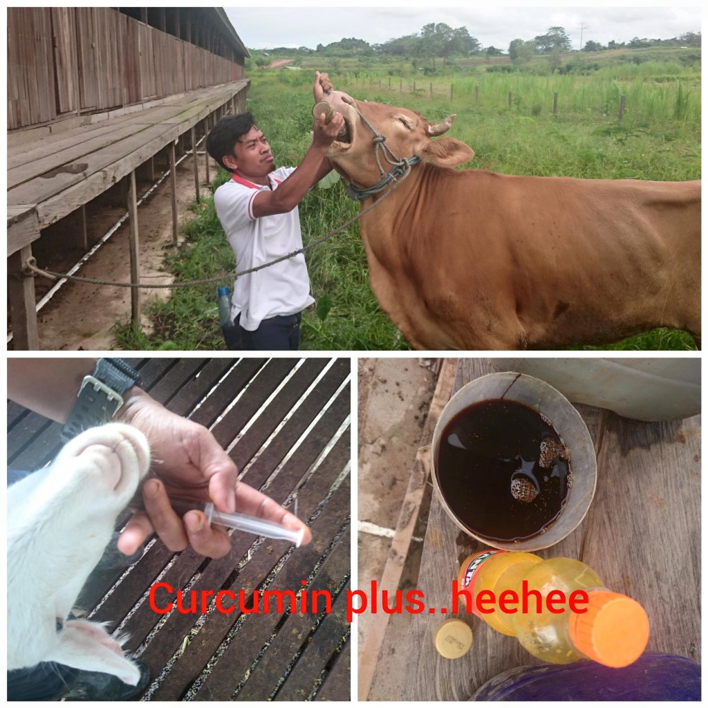 Preventif Kesehatan Ternak